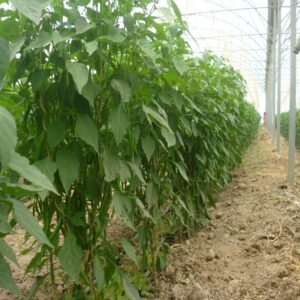Red Bell Pepper - Image 2