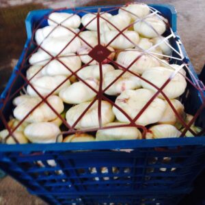 Garlic - Image 3