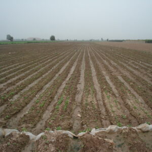 Coriander - Image 2