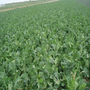 Cauliflower - Image 2