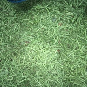 Green Beans - Image 2