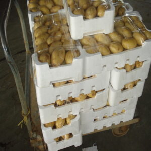 Potato - Image 4