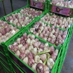 Garlic - Image 2