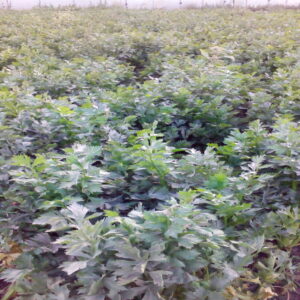 Celery - Image 2