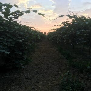 Kiwi - Image 2