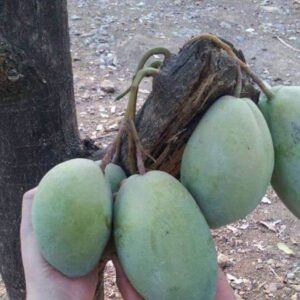 Mango - Image 2