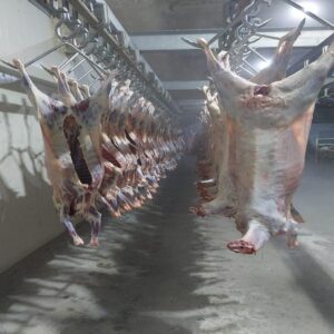 Lamb Fresh and Frozen - Image 3