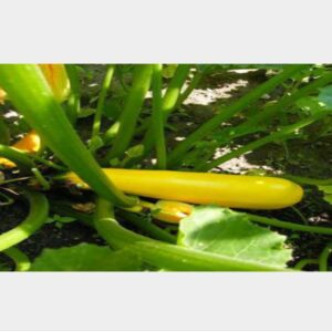 Yellow Zucchini - Image 2