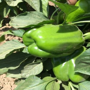 Green Bell Pepper - Image 3