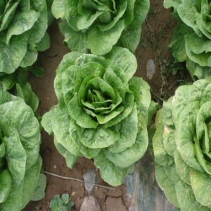Romaine Lettuce - Image 3