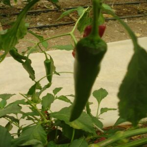 Long Green Chili - Image 3