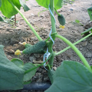 Persian Pickling Cucumber - Image 3