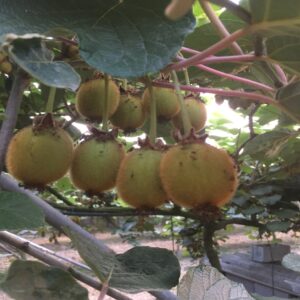 Kiwi - Image 3