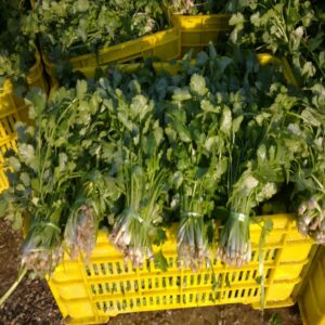 Coriander - Image 3