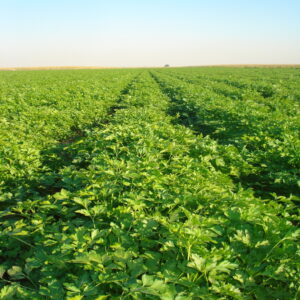 Parsley - Image 3