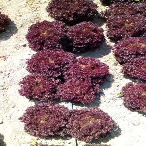 Lollo Rosso - Image 4