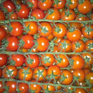 Cherry Bunch - Image 5