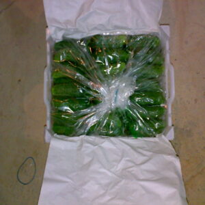 Persian Pickling Cucumber - Image 5