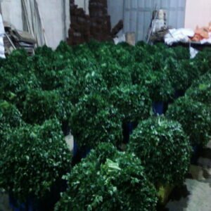 Parsley - Image 4