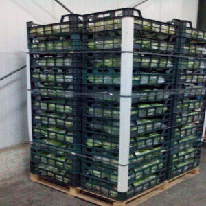 Celery - Image 4