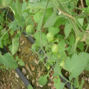 Cherry Bunch - Image 3