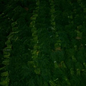 Dill - Image 5