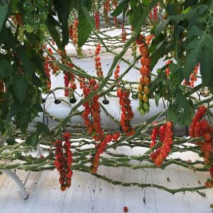 Cherry Bunch - Image 4
