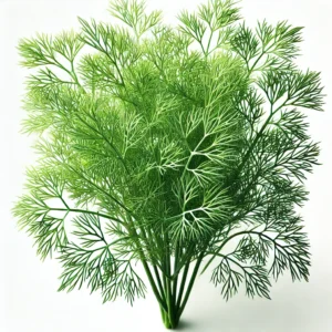 Dill