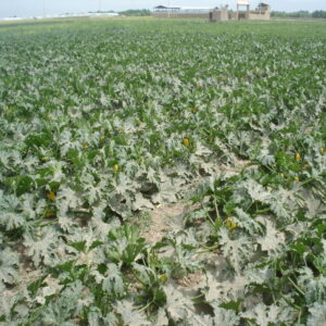 Zucchini - Image 2