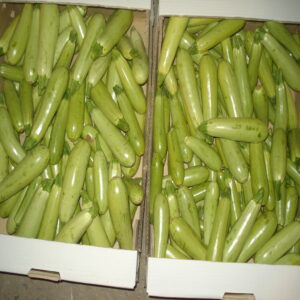 Zucchini - Image 3